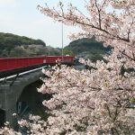 桜が見たくなって西海橋に行ってきた